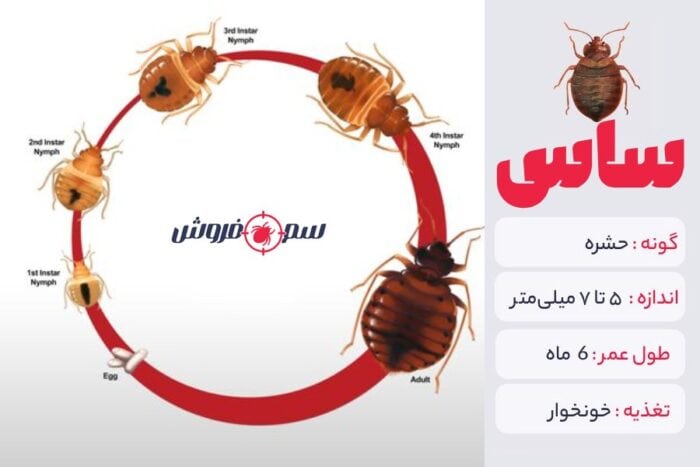 ساس چیست؟ آشنایی با Bed bug یا ساس تختخواب
