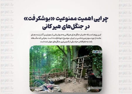 چرایی اهمیت ممنوعیت «بوشکرفت» در جنگل‌های هیرکانی