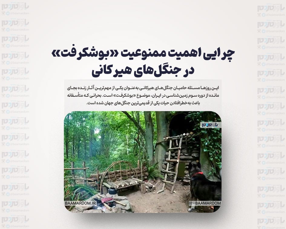چرایی اهمیت ممنوعیت «بوشکرفت» در جنگل‌های هیرکانی