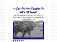 یک جوان بر اثر حمله پلنگ در تربت حیدریه جان باخت