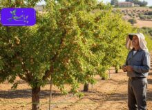 اگر آب ندارید، نگران نباشید! با نهال دیمی سود کنید