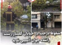 سقوط درخت در خیابان گلسار رشت/ راننده آسیبی ندید