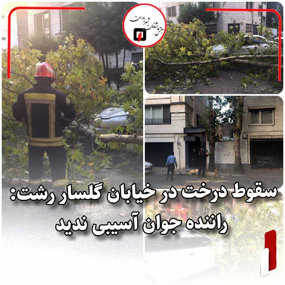 سقوط درخت در خیابان گلسار رشت/ راننده آسیبی ندید