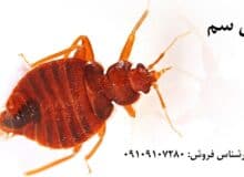 سم ساس کش قوی – راه‌حل قطعی برای ریشه‌کن کردن ساس‌ها