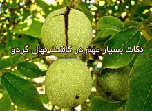 نکات بسیار مهم در کاشت نهال گردو