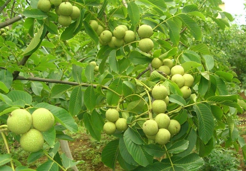 نهال گردو ژنوتیپ برتر تیپ 11