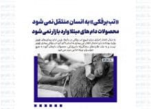 «تب برفکی» به انسان منتقل نمی شود / محصولات دام های مبتلا وارد بازار نمی شود