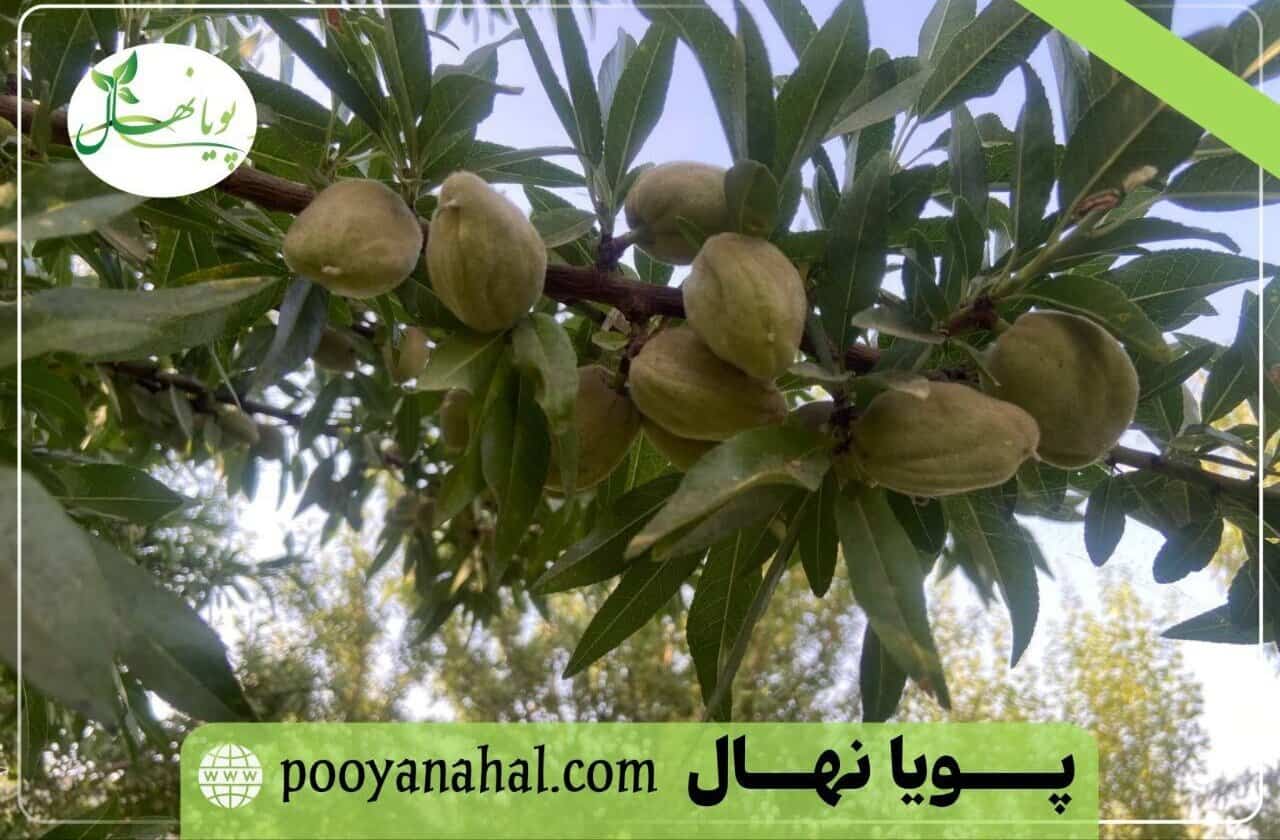 انقلاب بادام ایران با نهال‌ های پویا نهال